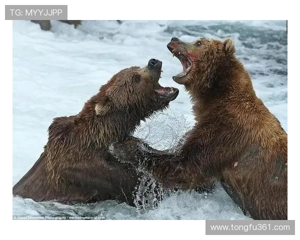 掘金与灰熊对决分析及胜负推荐策略分享 掘金与灰熊对决分析及胜负推荐策略分享